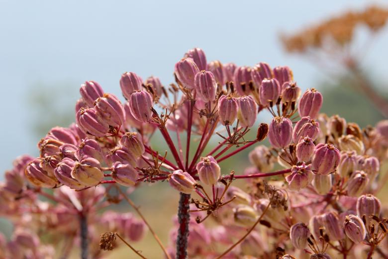 Free stock image of Pink brothers created by Annie Krivch