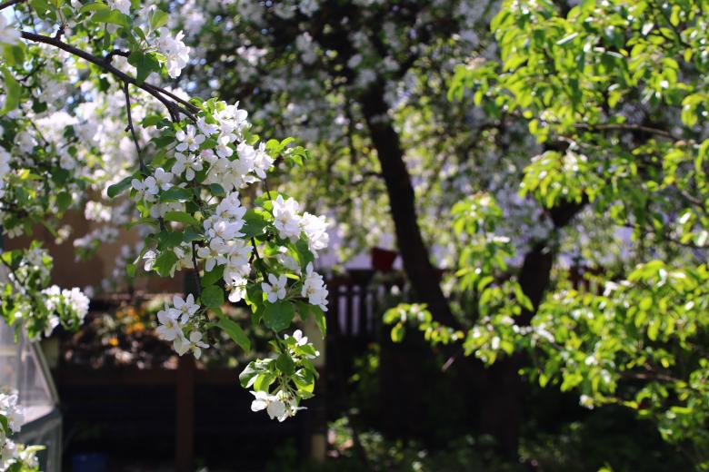 Free stock image of Apple blossoms created by Lehor Meius