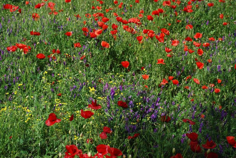 Free stock image of Poppy Fields created by CHRISTIAN HEMBERT