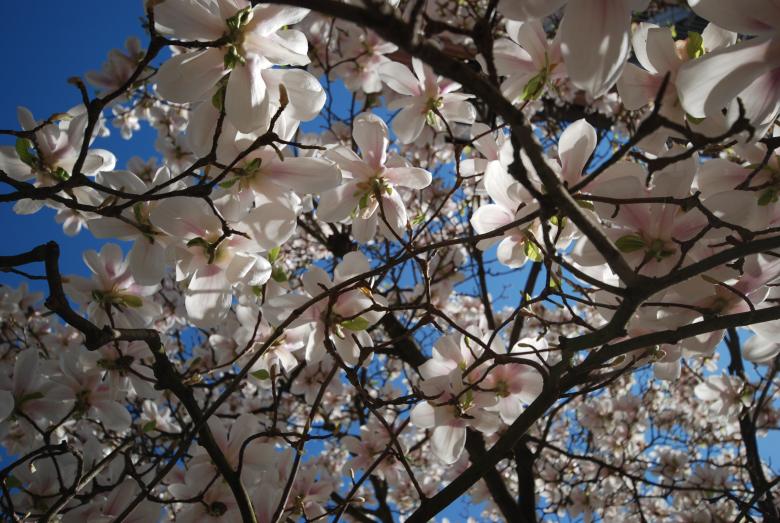 Free stock image of Almond Blossom created by CHRISTIAN HEMBERT