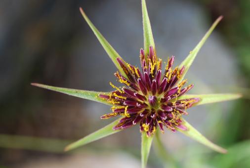 Flower Closeup - Free Stock Photo