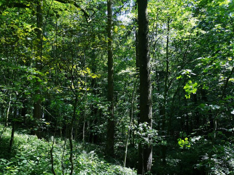 Free stock image of A Walk in the Woods created by Eric Lund