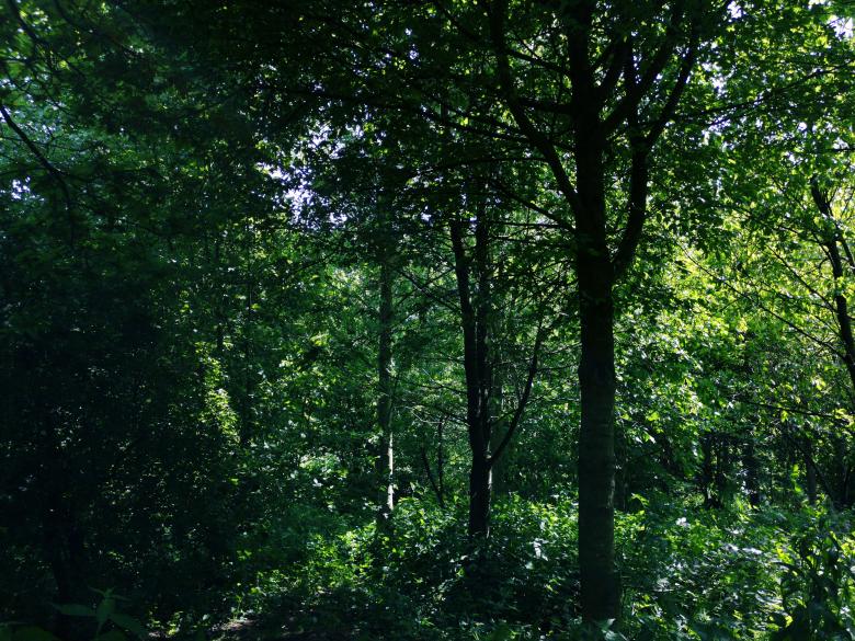 Free stock image of Into the Woods created by Eric Lund