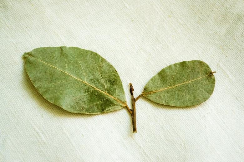 Free stock image of Dry Leaves for Seasoning created by Svetlana