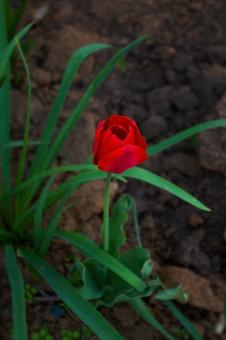 Single Red Rose - Free Stock Photo
