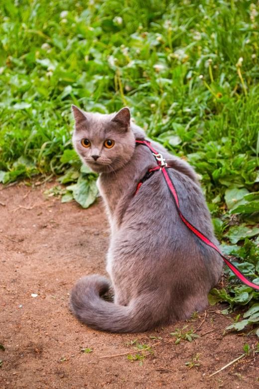 Free stock image of Gray Cat on a Leash created by Svetlana