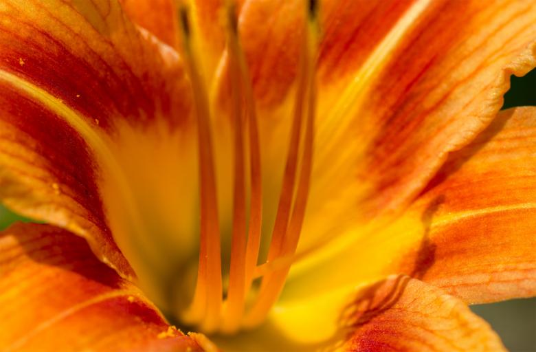 Free stock image of Yellow flower macro created by Alen