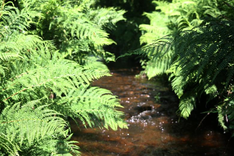 Free stock image of Summer Ferns created by Stuart Foster