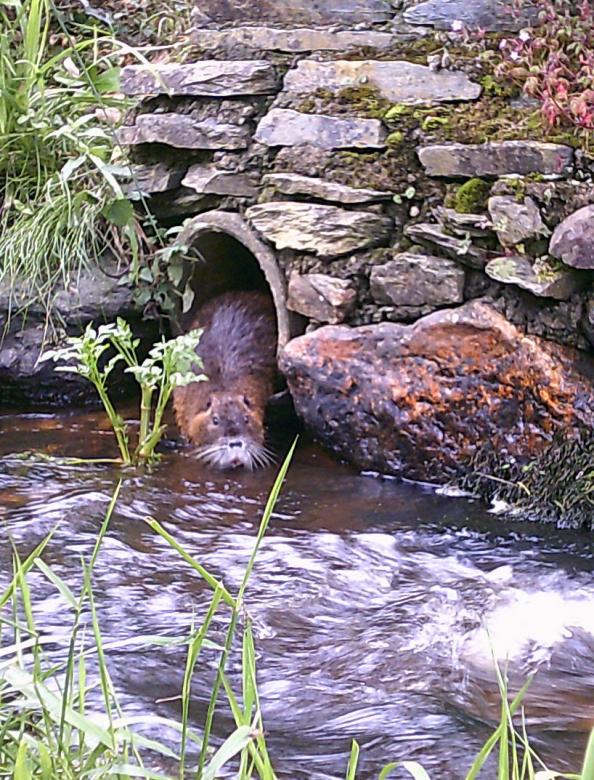 Free stock image of Coypu created by Stuart Foster