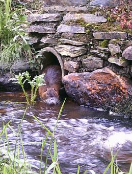 Coypu - Free Stock Photo