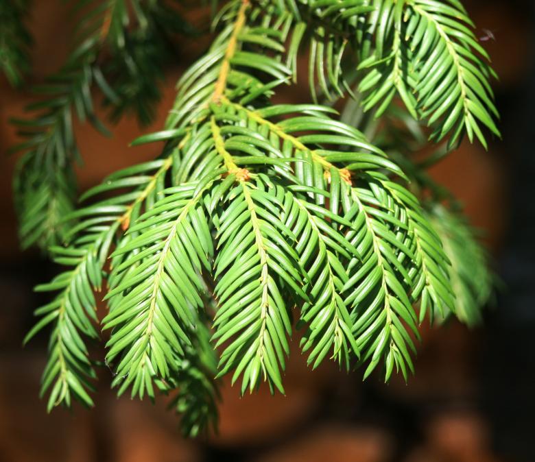 Free stock image of Firs created by Stuart Foster