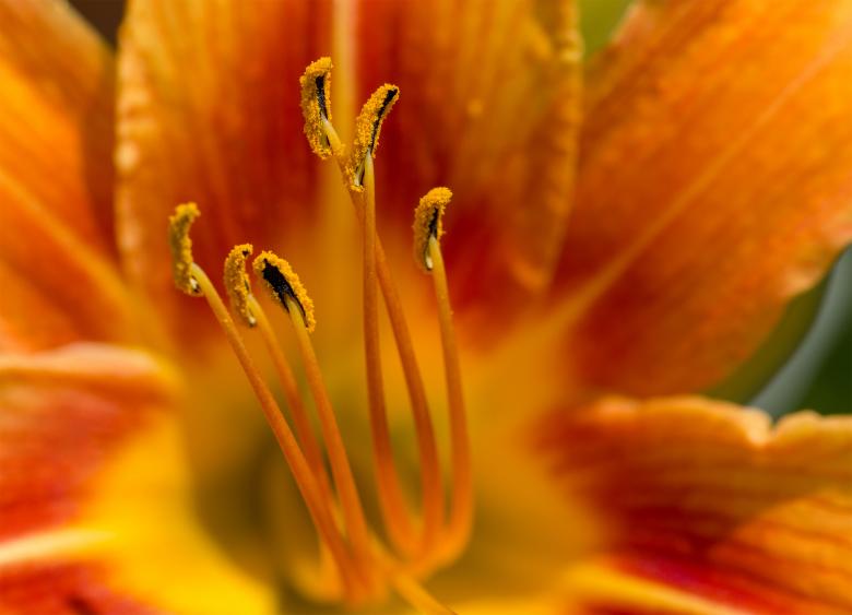 Free stock image of  Yellow flower macro created by Alen