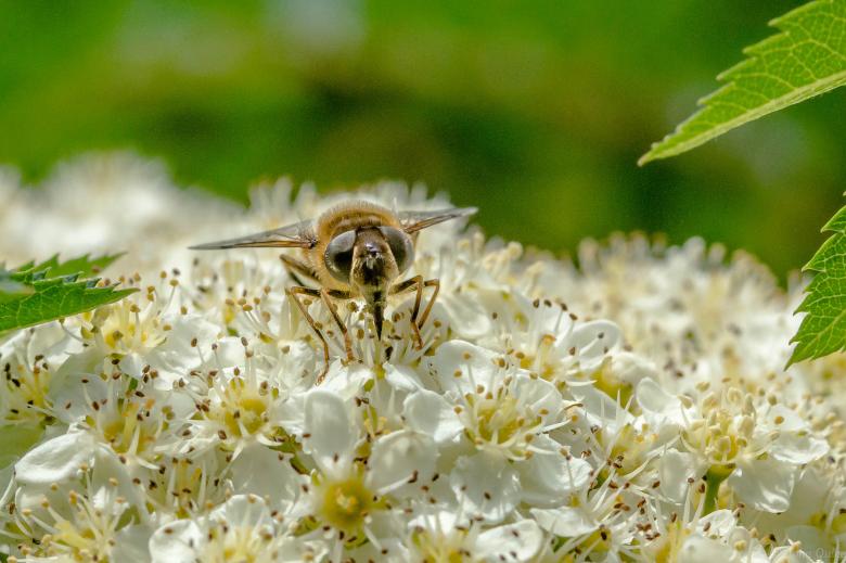 Free stock image of Apis Mellifera - Honey Bee Working Hard created by John Quine