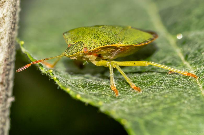 Free stock image of Palomena Prasina - Common Green Shieldbug created by John Quine