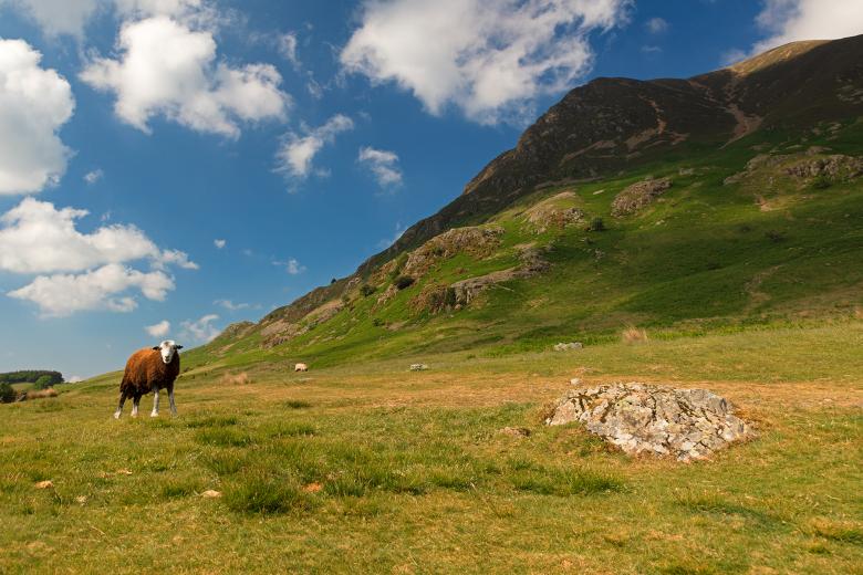 Free stock image of Herdwick Mountain Sheep created by Nicolas Raymond