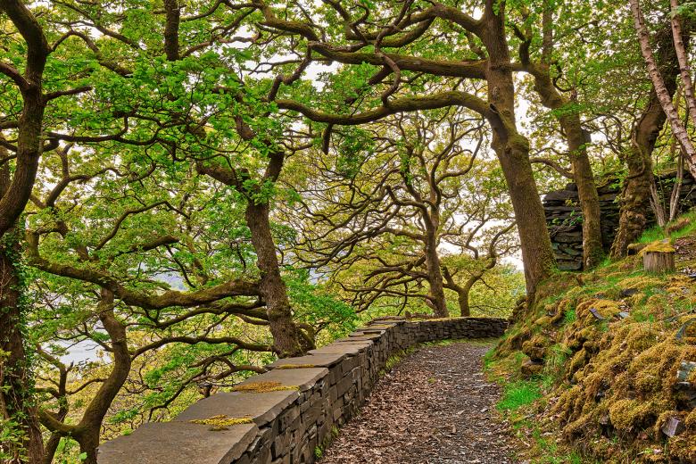 Free stock image of Dinorwic Woods Trail created by Nicolas Raymond