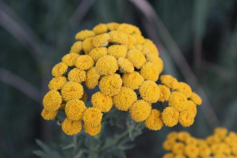Free stock image of Yellow Flowers Closeup created by Nataliia Lypovetska