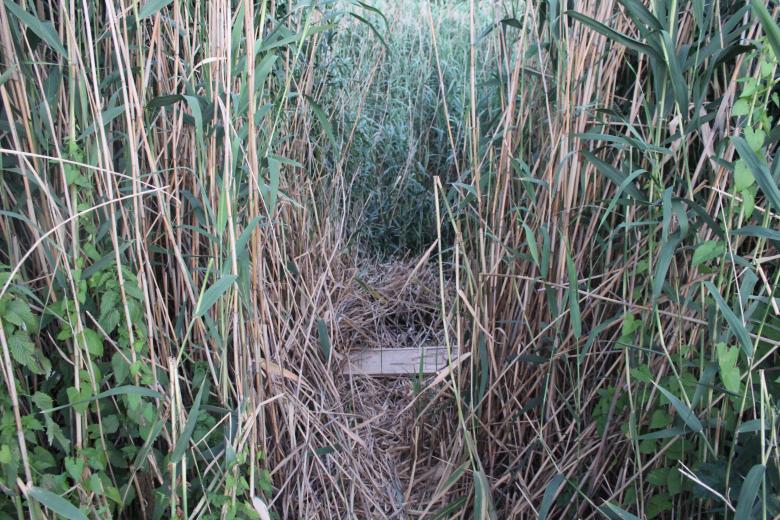 Free stock image of Reeds created by Nataliia Lypovetska