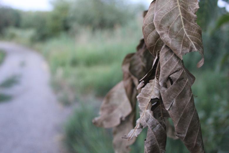 Free stock image of Dry Leaves with Road in Background created by Nataliia Lypovetska