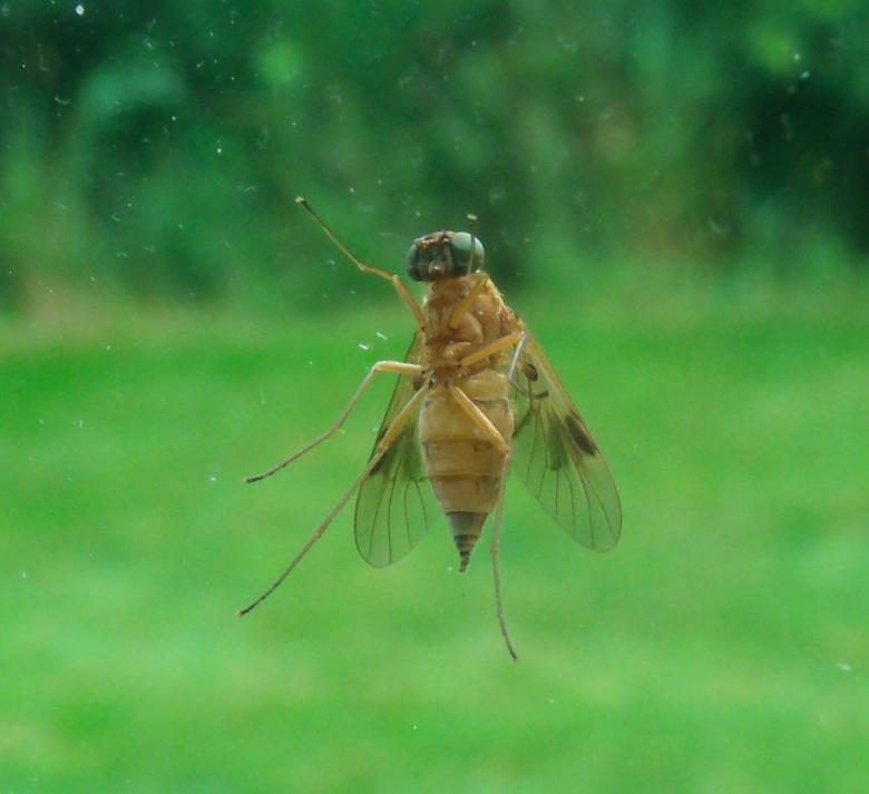 Free stock image of Fly on Glass created by David M