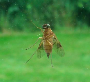 Fly on Glass