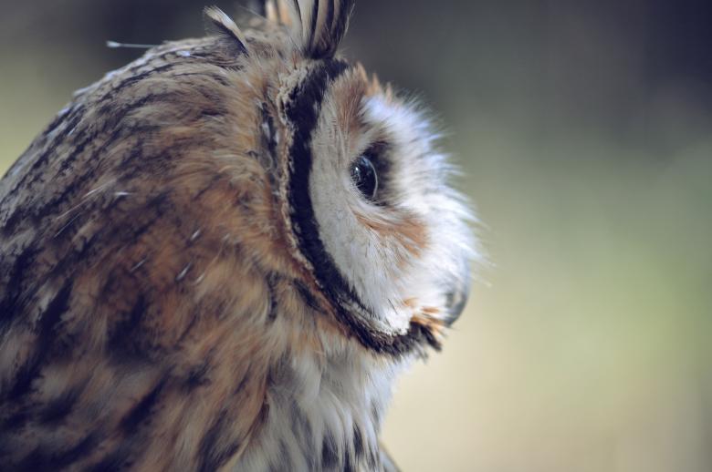 Free stock image of Owl Wild Life created by Photostockeditor