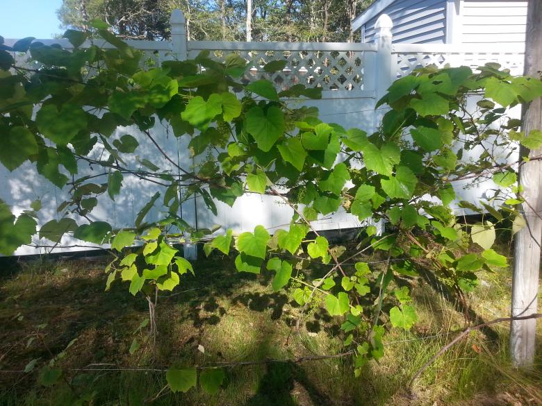 Free stock image of Grape Vine and White Fence created by Katharine Sparrow