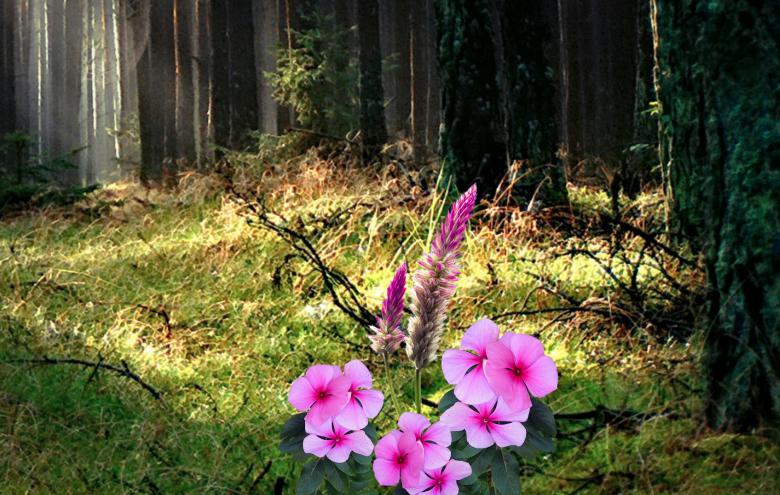 Free stock image of Pink Flowers in Forest created by mohamed hassan