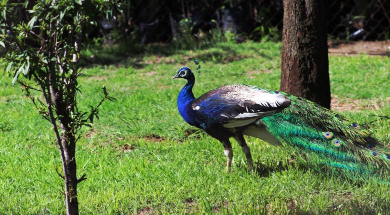 Free stock image of Peacock MexLife created by Juan Pablo Martinez Mata
