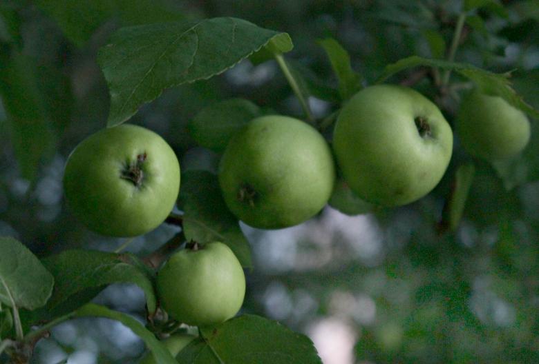 Free stock image of Apples Hanging on a Branch created by NomeVizualizzato