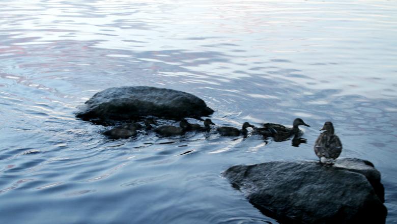 Free stock image of Ducks and Ducklings created by NomeVizualizzato