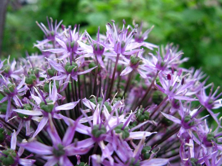 Free stock image of Allium Blossom Close-up created by Lindy Thibodaux