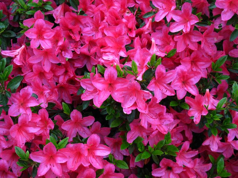Free stock image of Pink Azaleas in Full Bloom created by Lindy Thibodaux