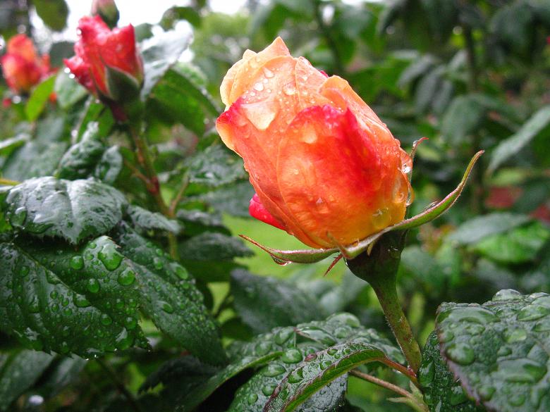 Free stock image of Coral & Gold Rosebuds with Raindrops created by Lindy Thibodaux