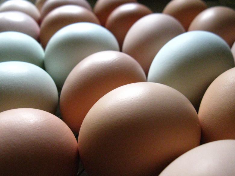 Free stock image of Multicolored Farm-fresh Organic Eggs created by Lindy Thibodaux