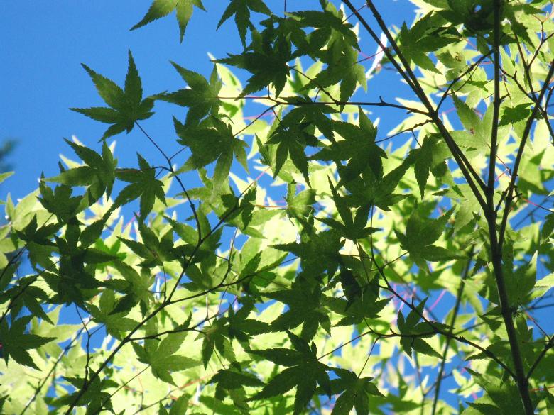 Free stock image of Green Maple Leaves against Blue Sky created by Lindy Thibodaux
