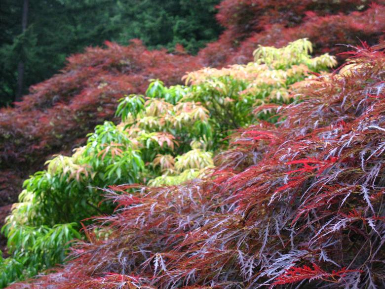 Free stock image of Japanese Maple Trees in Contrasting Colors created by Lindy Thibodaux