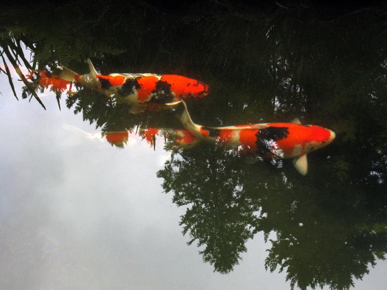 Free stock image of Koi Swimming through Reflected Trees created by Lindy Thibodaux