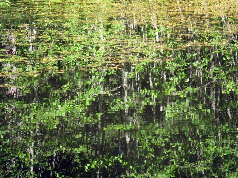 Free stock image of Sunlit Trees Reflected in Rippling Pond created by Lindy Thibodaux