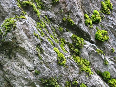 Bright Green Moss Growing on Grey Stones