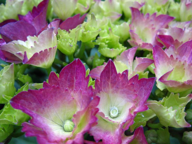 Free stock image of Close-up of Pink Hydrangea with Buds created by Lindy Thibodaux