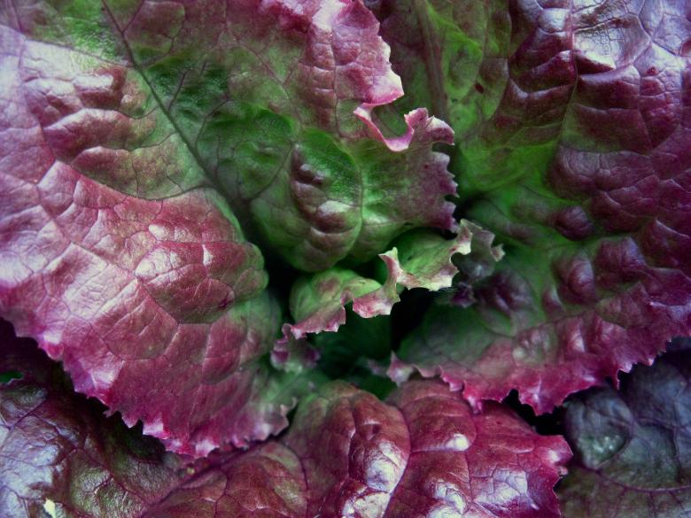 Free stock image of Close-up of Red Leaf Lettuce created by Lindy Thibodaux