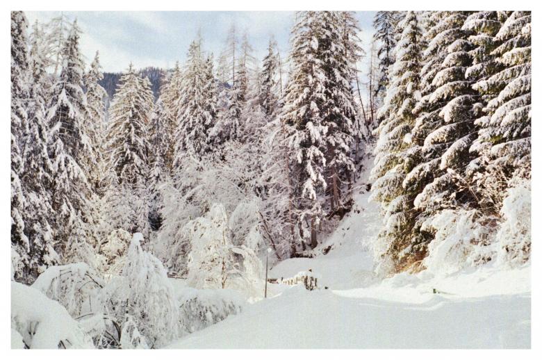 Free stock image of Winter Woods created by Furio Franceschinel