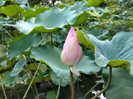 Lotus Flower - Free Stock Photo