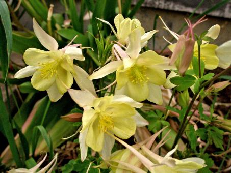 Columbine