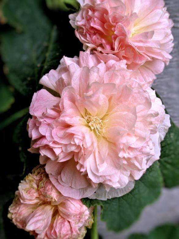 Free stock image of Peaches 'n Dreams Hollyhock created by Michele Moss