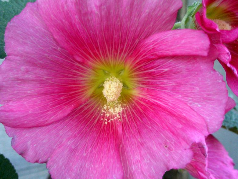 Free stock image of Pink Hollyhock created by Michele Moss