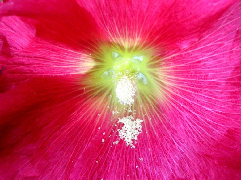 Free stock image of Pink Hollyhock with Pollen created by Michele Moss