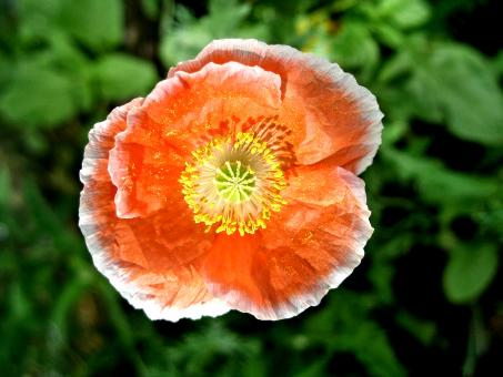 Orange Poppy