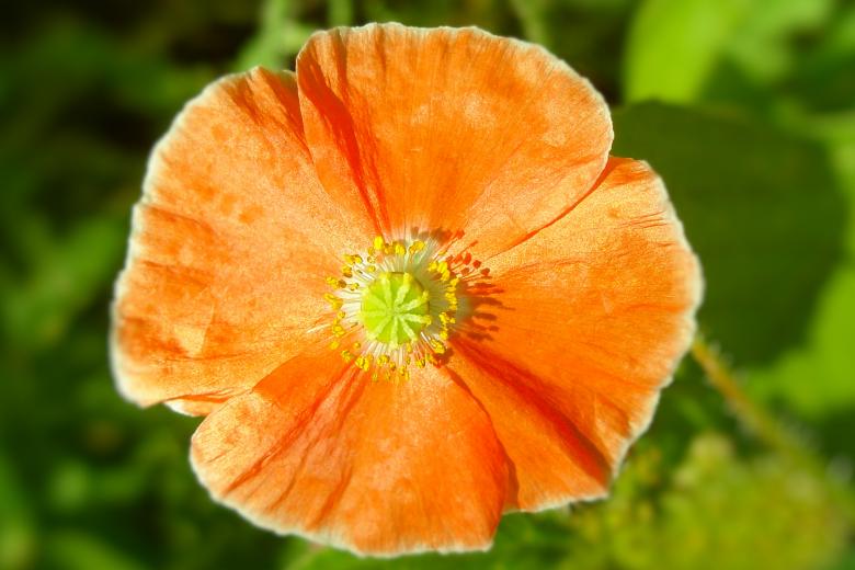 Free stock image of Orange Poppy created by Michele Moss